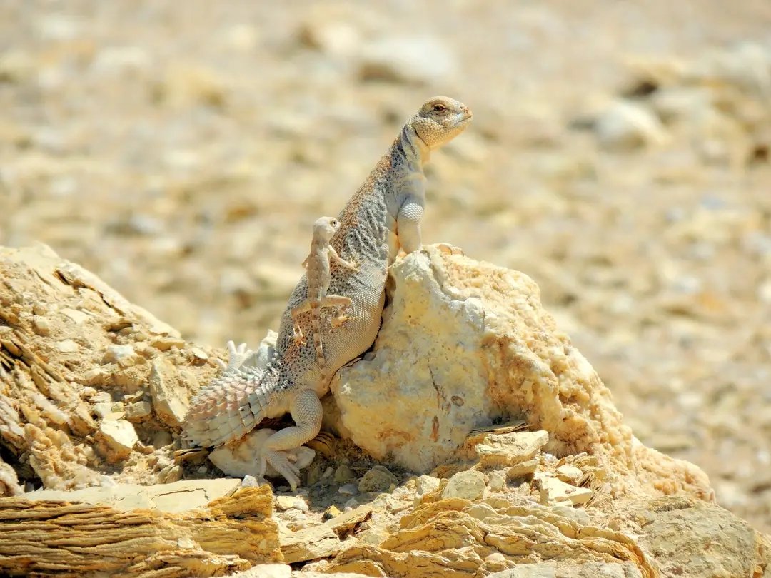 *Uromastyx thomasi *and *Pristurus carteri* basking together. Photographed in situ by Anna Bauerová in Oman 🇴🇲

Really cool encounter!