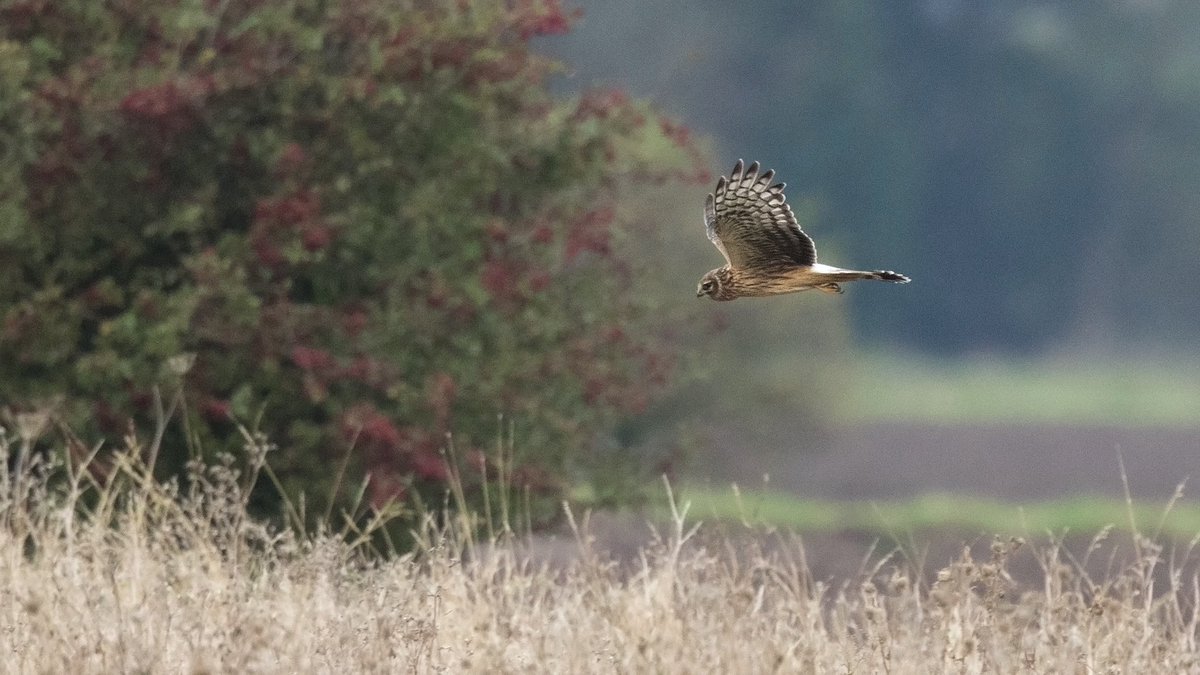 ‘Ringtail’ Hen Harrier 🐦 A dull afternoon made all the better watching 2 of these hunting the Humber north bank #StonesCreek Always distant unfortunately .. with @paulasykes1971 Also Rough-legged & Common Buzzard, Marsh Harrier, 2 SEOwl 🦉 25 Oct 2023