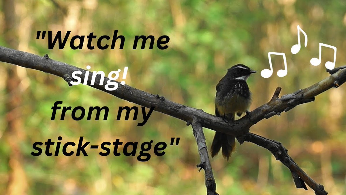 Akula_H's tweet photo. https://t.co/cEBdbLqsoq

#White-Spotted-Fantail is a #fly-catcher. It was a treat to see it #singing  and hawking flies at the same time! https://t.co/eIdS6CM37v
