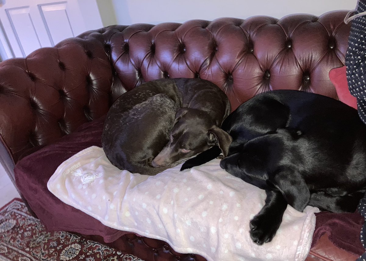 von_pup_towers's tweet photo. #CouchWatch day 8. Right, this is ok with me as long as he doesnโt move his tail and whack me in the fizog ๐
#DogsOfTwitter
#puppy #labrador https://t.co/u30LbOAuvh