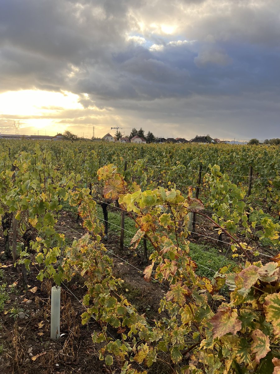 Co_Farming's tweet photo. [#CoFarmingTour🚜🇫🇷] 
Ce matin, pour notre dernière visite de la semaine, nous sommes au Domaine Xavier Schoepfer à Wintzenheim avec @gaiago_agri pour découvrir l’exploitation viticole et déguster du bons vins d’Alsace 🥨  découvrez la vidéo de @Thierry_Agri prochainement 🎥 https://t.co/byUfMasmVj