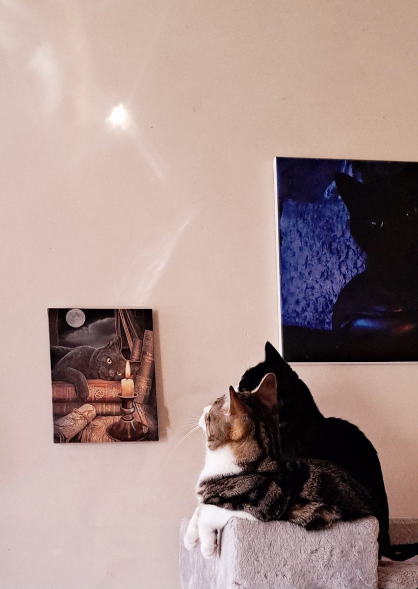 TheThreeMoggies's tweet photo. Consumed with interest with a reflection of light on the wall. One of the funniest things to watch. Do your cats 'chirp' when they see this or a spider? They go crazy in my house 🤣🐾 #CatsOfTwitter [Mr Meowgi &amp; Gobbolino] https://t.co/DhPWa26dWd