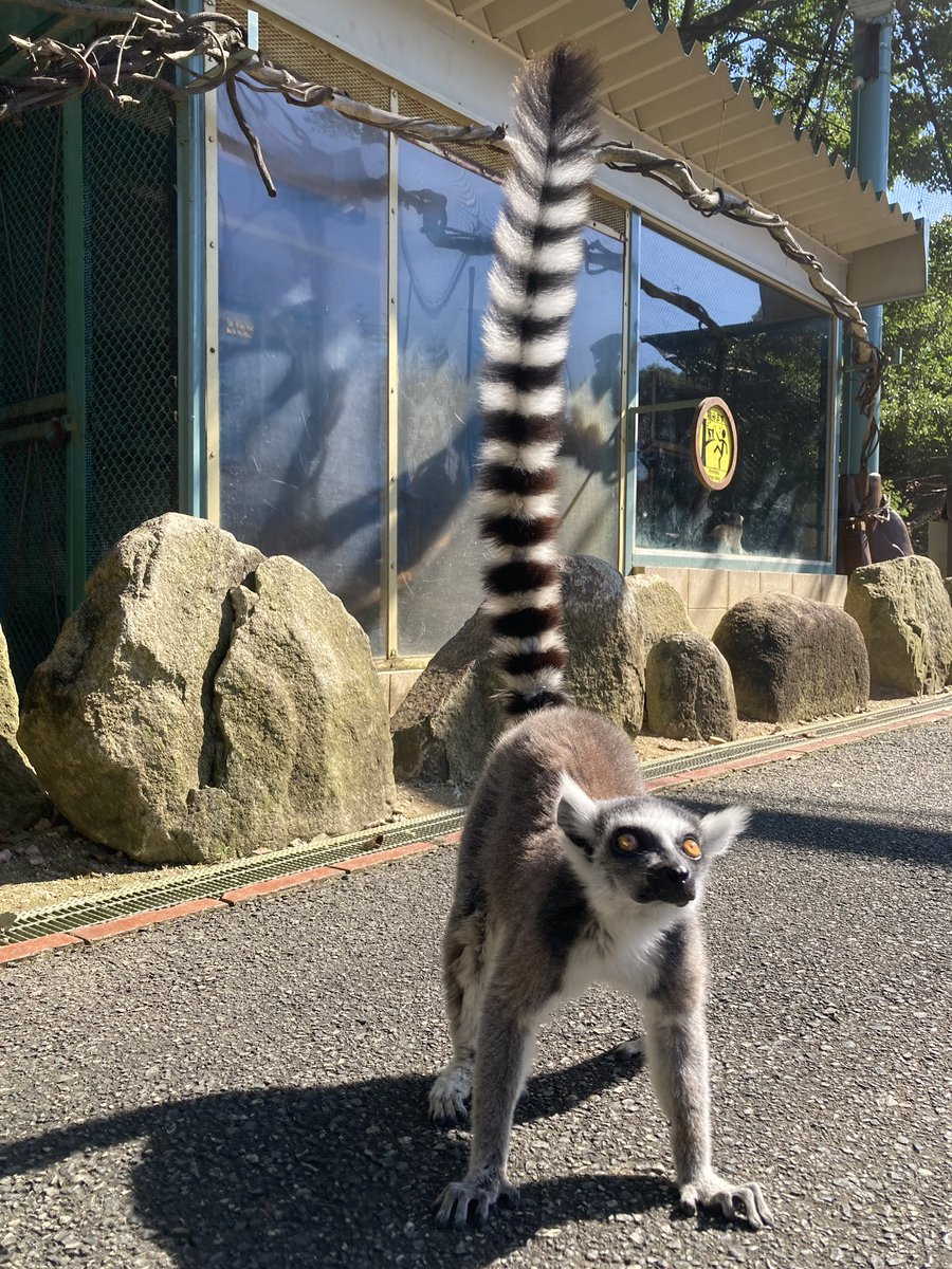 今日は #世界キツネザルの日 です🐒✨
漢字で書くと『輪尾狐猿』
英語でも『ring-tailed lemur』といいます😲‼️
覚えやすい名前ですよね〜😉
#姫セン #サファリ #ワオキツネザル #WorldLemurDay