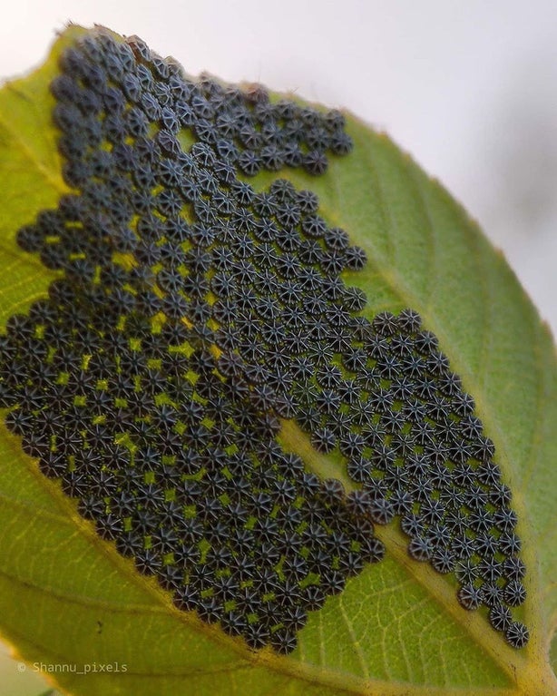This photo shows the geometric beauty of star-shaped Nymphalia Antiopa butterfly eggs 

[📷 shannu_pixels]