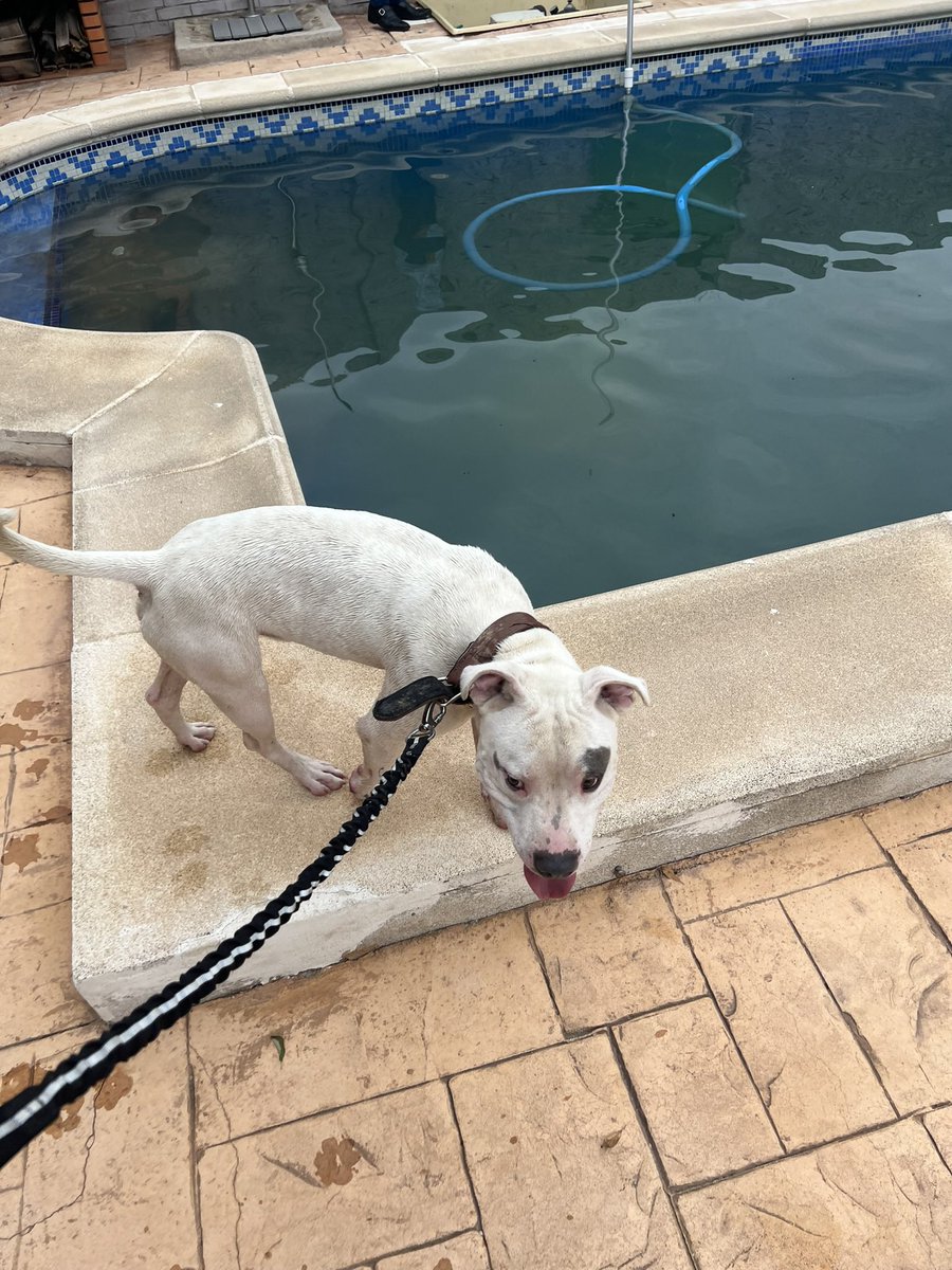 laauraac99's tweet photo. ¡AYUDA! 

Se llama Casper, tiene un año y medio, castrado y con todas las vacunas al día.

Se lleva genial con niños, familias, perros y sabe pasear genial. No hace sus necesidades hasta que le paseas, aguanta como un campeón. De verdad es buenísimo.

NECESITAMOS ADOPCIÓN

🔉‼️🚨 https://t.co/nfB1w9EXC2