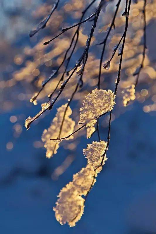 pingtanchina's tweet image. Frost Descent (霜降) of the 24 solar terms

#solarterms #NaturePhotograhpy