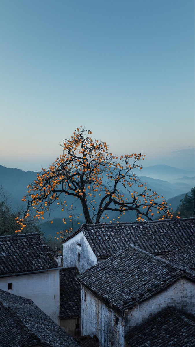 pingtanchina's tweet image. Frost Descent (霜降) of the 24 solar terms

#solarterms #NaturePhotograhpy