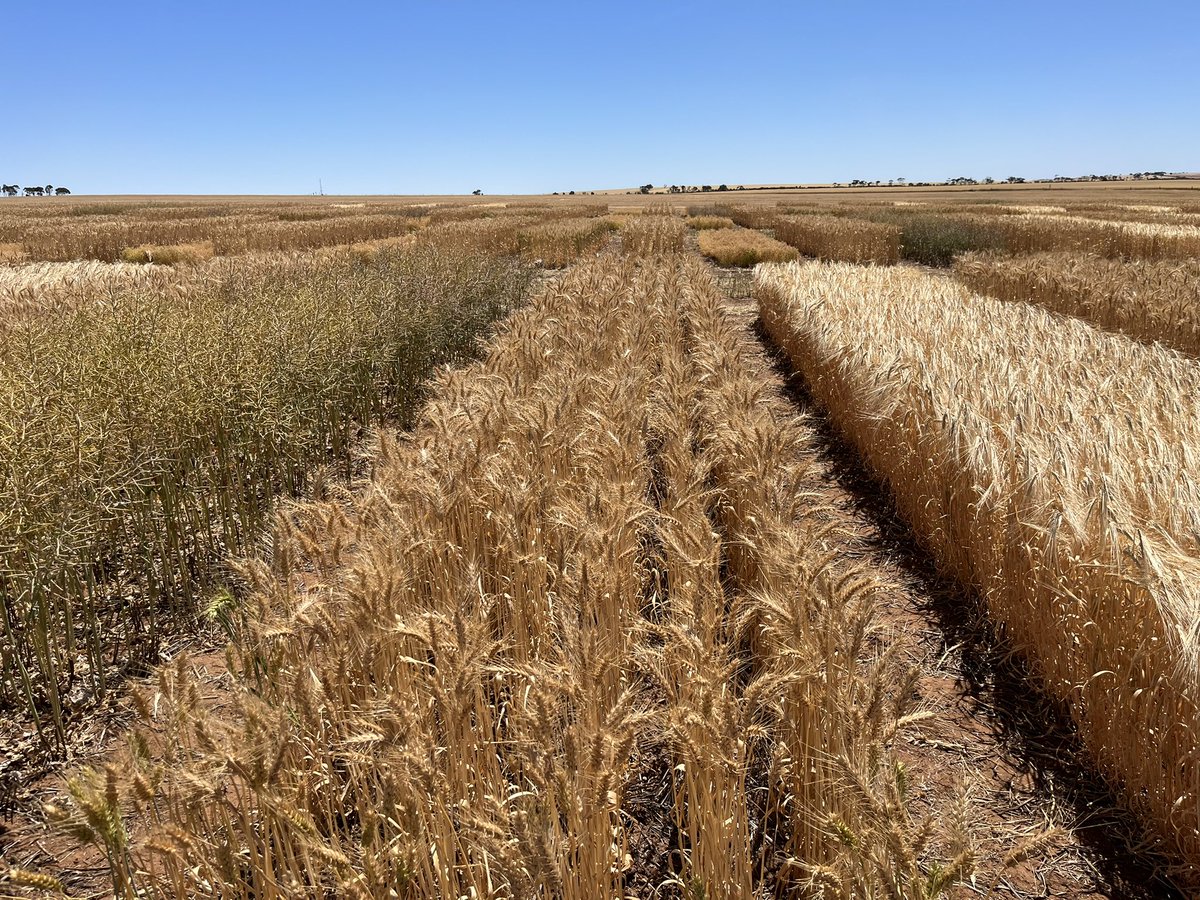 Tony Swan tweet media