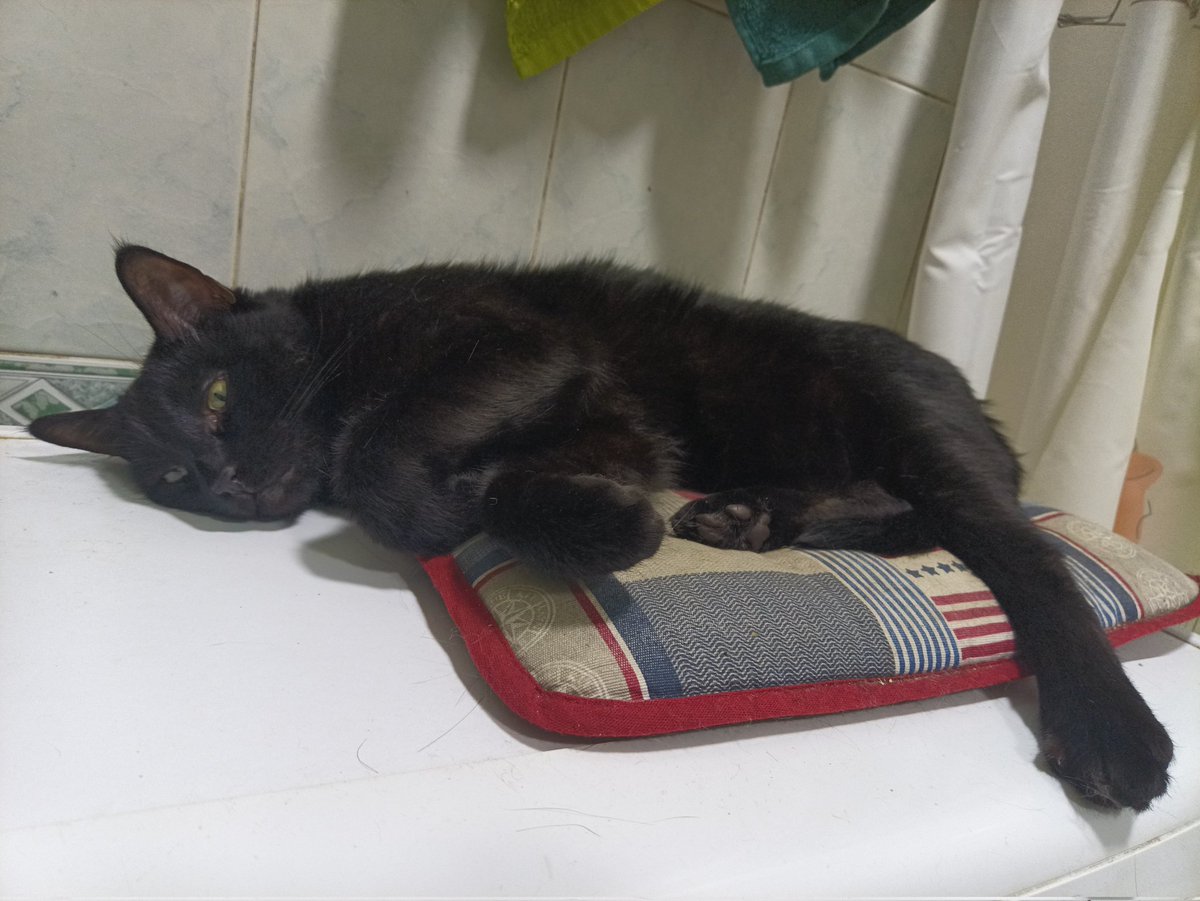 WindwalkerD's tweet image. Я вирішив публікувати котів. Так своїх. Це Пиздюк. Він дуже важко працював, як він вважає, тож лежить і спочиває.