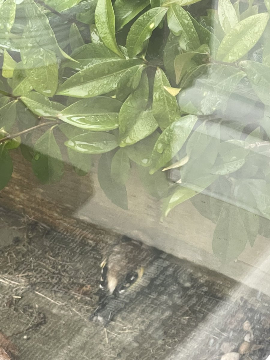 ParkyStephen's tweet image. One of the charm flew into the window 😞. #WindowCollision