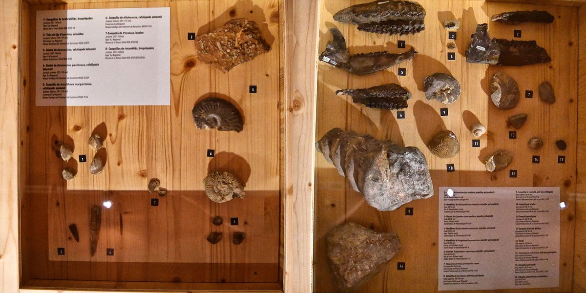 catexperience's tweet photo. Al @museudecervera, Trobaràs l'exposició 'Què tenim sota els peus?', un recorregut per 550 milions d’anys d’evolució, a través de 120 roques i fòssils de Ponent i el Pirineu i de les reconstruccions de 5 animals ja extingits.
ℹ️ https://t.co/dkU9MRtAXK

Via @somsegarra
@aralleida https://t.co/HFlkuVpFW2