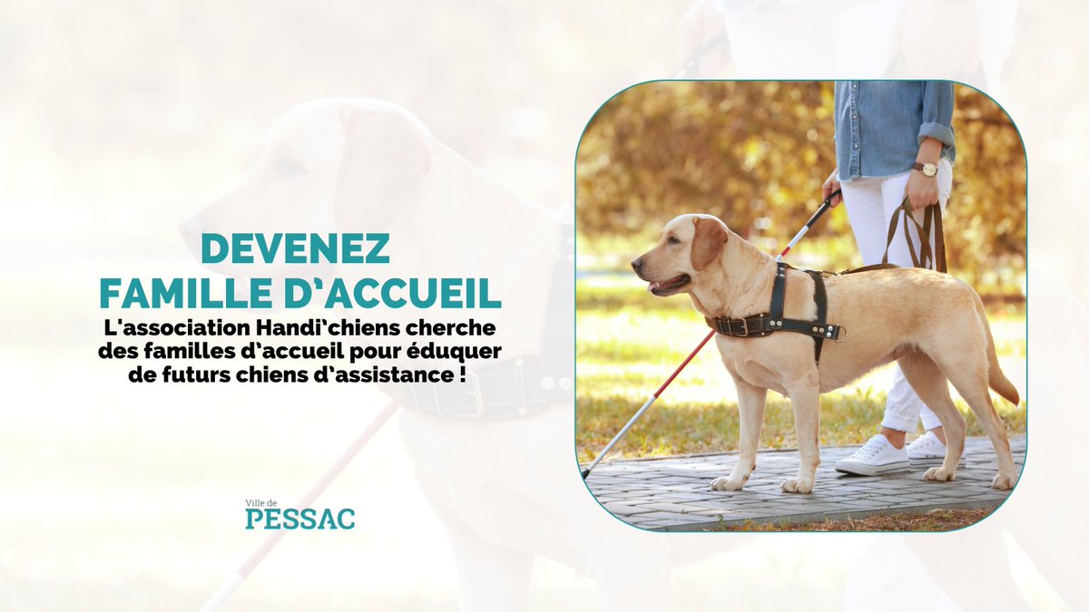 Villedepessac's tweet photo. 👊🏻 L’inclusion est une force et c’est tous ensemble que nous ferons bouger les choses !

Nous recherchons Famille d’accueil pour éduquer et sociabiliser de futurs chiens d’assistance 🐕‍🦺  Accompagnées par l’association Handi’chien

Comment postuler 👉🏻
https://t.co/NTEBKcKq9z https://t.co/8JlosZeuJC