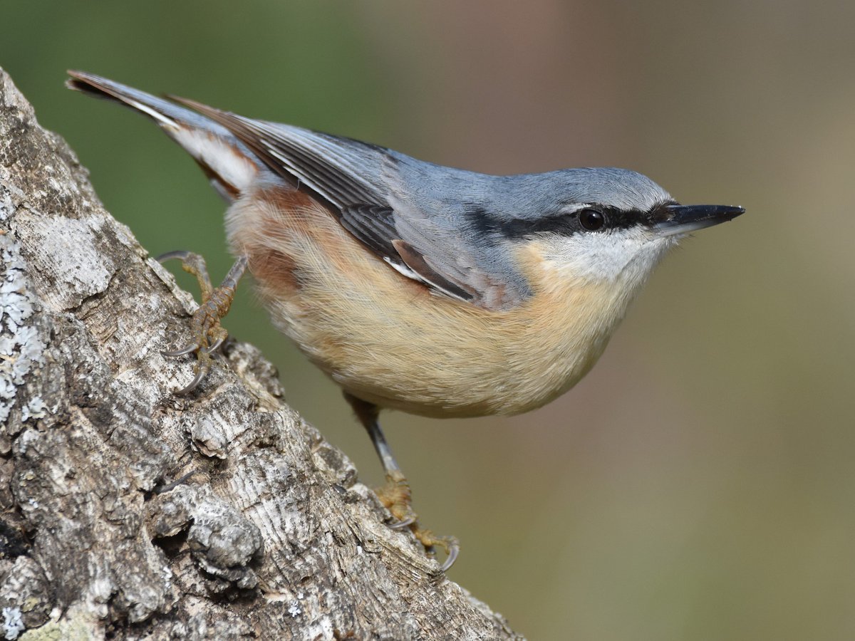 Bizarre_bonsai's tweet photo. Eurasian Nuthatches are known for their distinctive habit of waddling headfirst down tree trunks, thanks to their strong legs and specialised claws. 

This quirky behavior helps them find insects hidden in the bark of trees. https://t.co/1U56s8QzRV