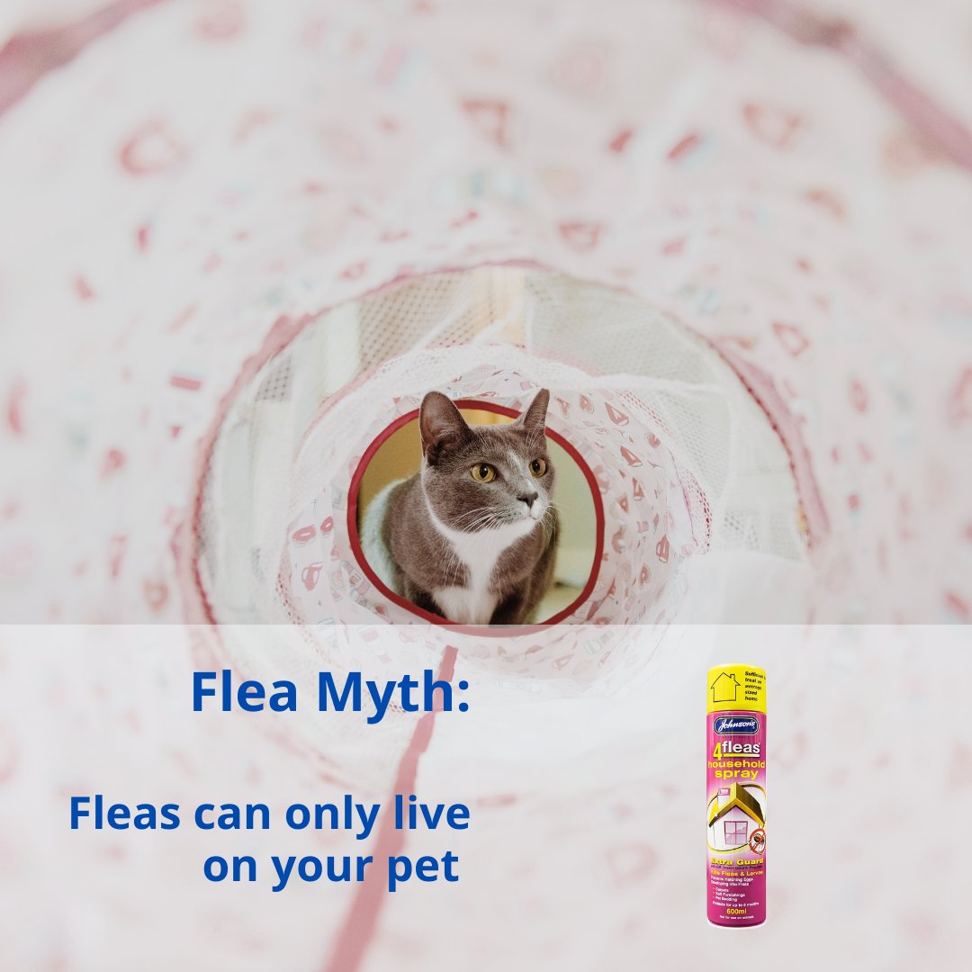 JohnsonsVet's tweet image. #Fleas don't just live on your #pets - they can make your home their home too.

Our 4Fleas ‘Extra Guard’ House Flea Spray kills fleas whilst also offering #fleaprotection for up to 6 months. Explore our product here: ow.ly/LWVL50PYWLf