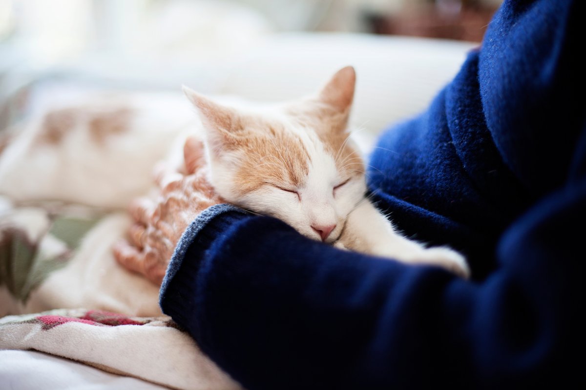 Halloween is a time of spooky fun, but there are a few things you need to be careful about. Read our top tips to keep your pets safe this Halloween: petlog.org.uk/halloweenhazar…