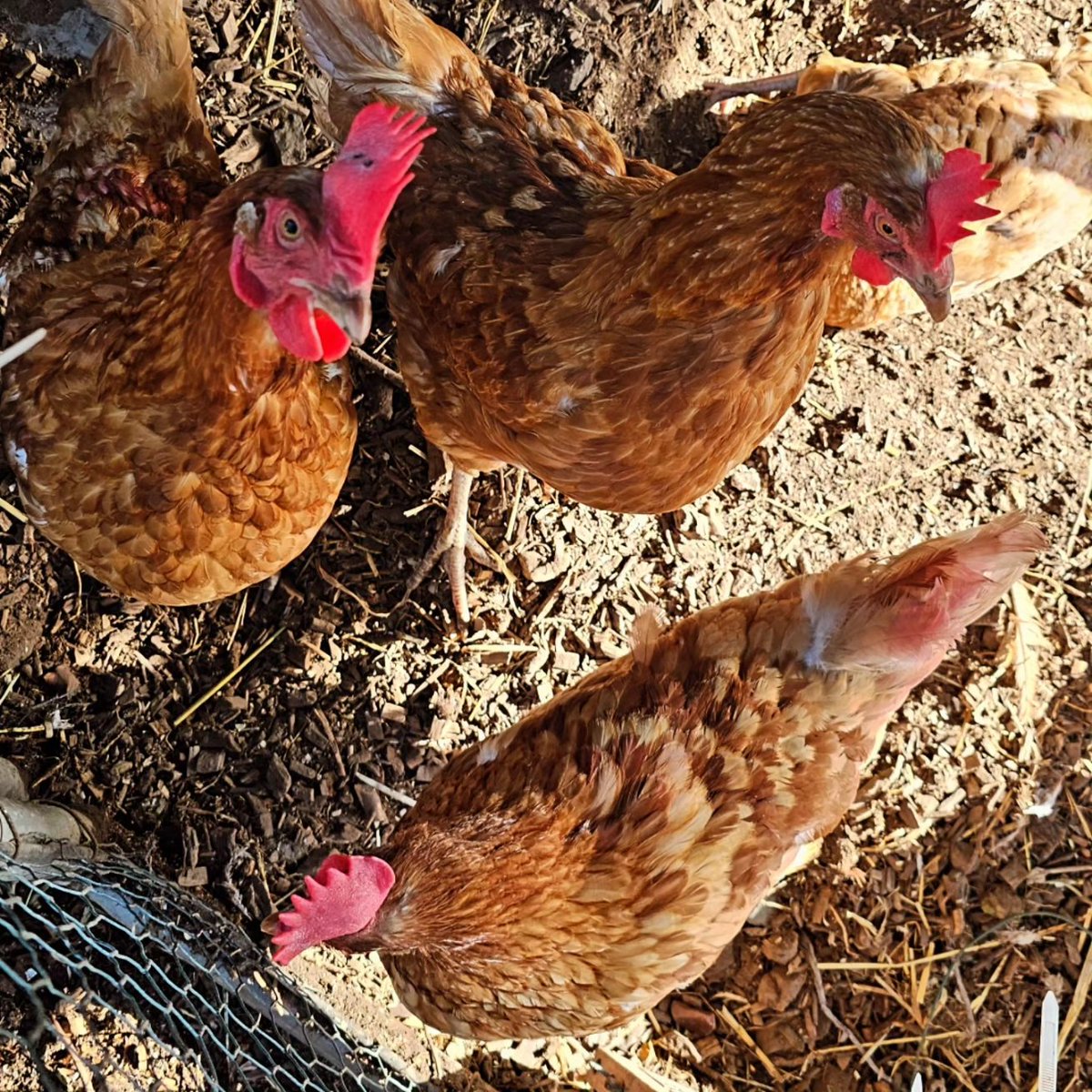 The new chickens have settled in well  🥰 They're super friendly and love seeing the children! #school #chickens #outdoorkids #eyfs #schoolchickens