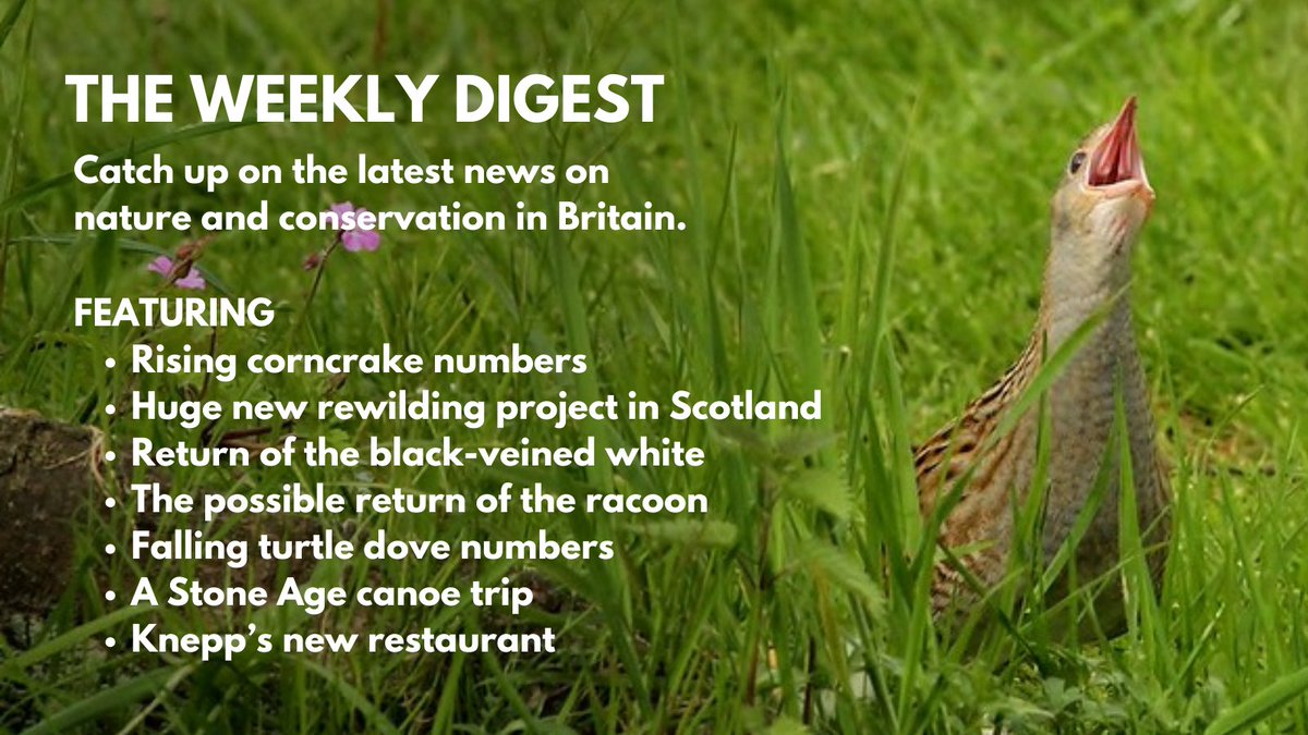 The weekly digest is out now. Paywall down till 12PM. Featuring: @Natures_Voice @Amanwy @CarolineLucas @DurrellWildlife @RiverActionUK @MatthewOates76 @wwf_uk @woodlandbirder @Beverley_CUBG @_BTO @keridwen77 @isabella_tree and more. Read now: inkcapjournal.co.uk/rising-corncra…