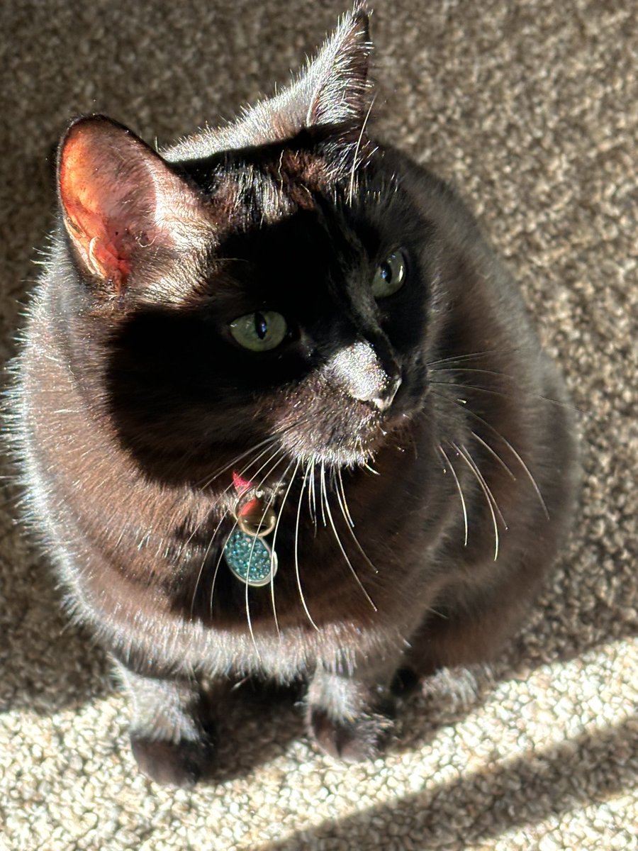 abby_tude's tweet photo. @TreasuryMog Annabel Lee say hi @TreasuryMog https://t.co/hmSnqgxfWw