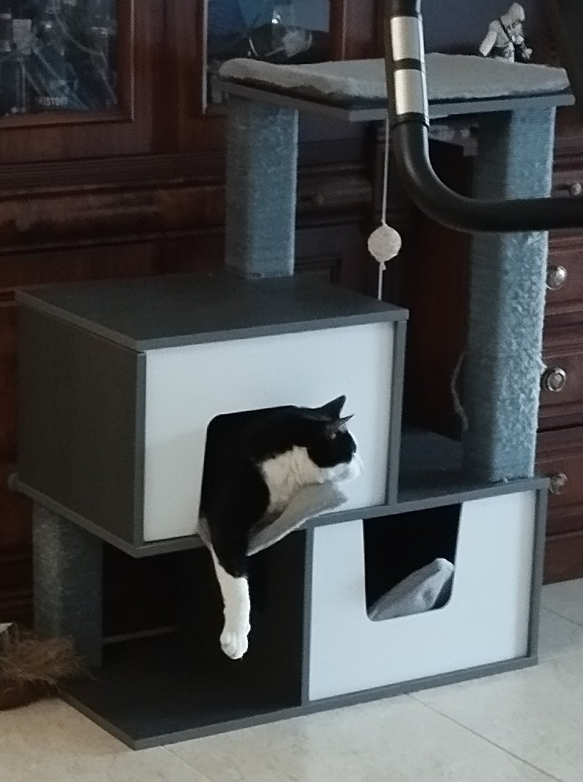 Anishinoda_'s tweet photo. El apalanque gatuno.
#Liev https://t.co/fAKXIr0l8H