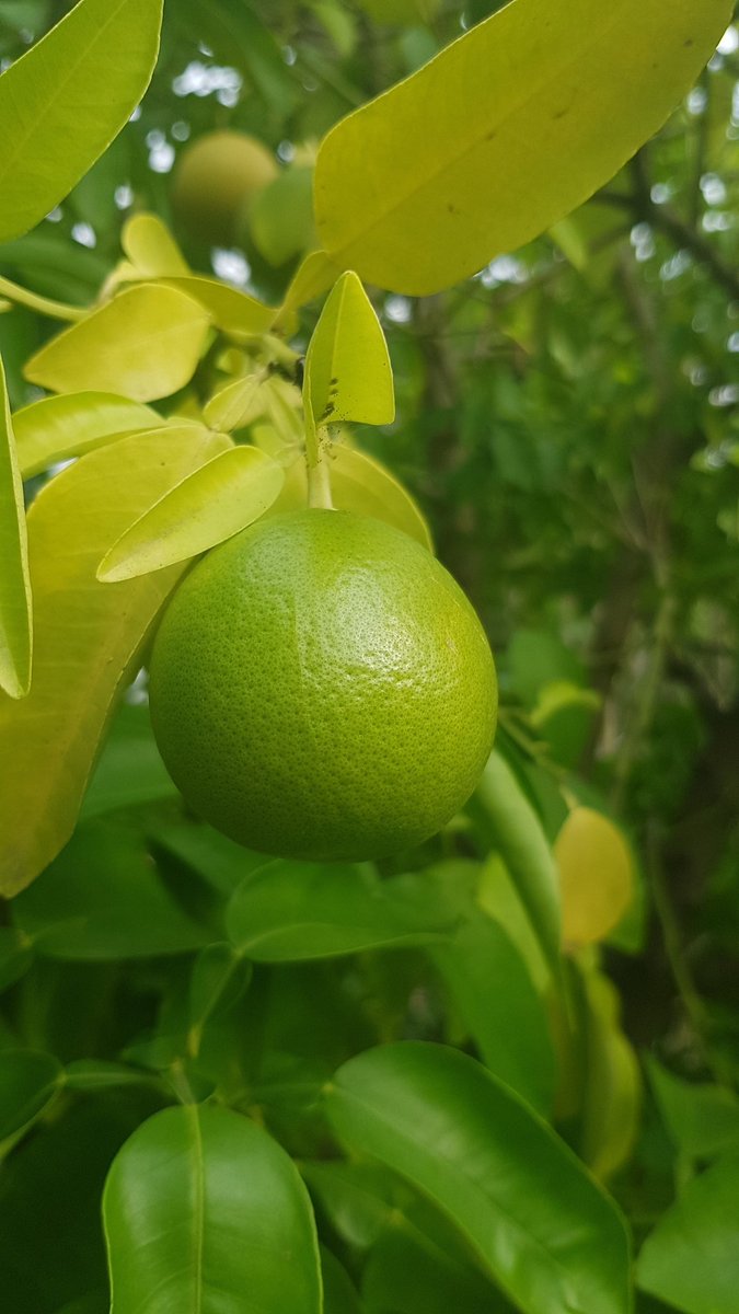 FussiliM's tweet image. We follow back
@FussiliM
@OLARNIYISEGUN
@Olgun_Aktif41
@OM090672
@ONIDUKA96300
@oppizy
@OrabucheJ
@Oscarreigns14
@Osee036
@ourhistory2023
@OzillMuhammad
@Ozohu18
@pasatfc
@PaulxoLena
@peps_glamzz
@Pir_80
@PoriotAlex
@PremBha58871912
@Prince1977Opara
@PrinxWhyte
#f4f #asap