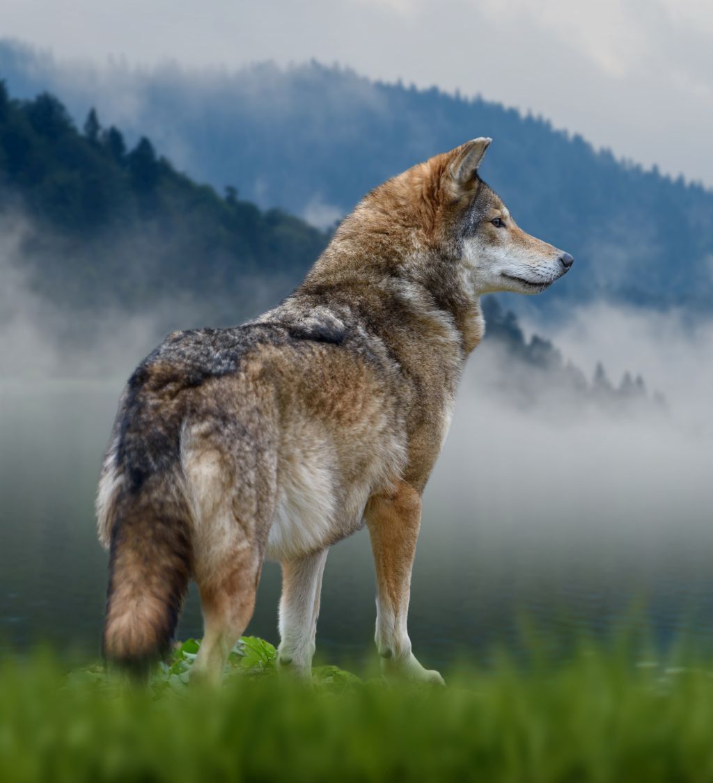 natuerlichjagd's tweet photo. Wegen wiederholter Risse von Rindern darf der #Leitwolf des Kärpfrudels nun geschossen werden!🐺🇨🇭
https://t.co/aIyZB3w5OK https://t.co/fFx1mmn7WG