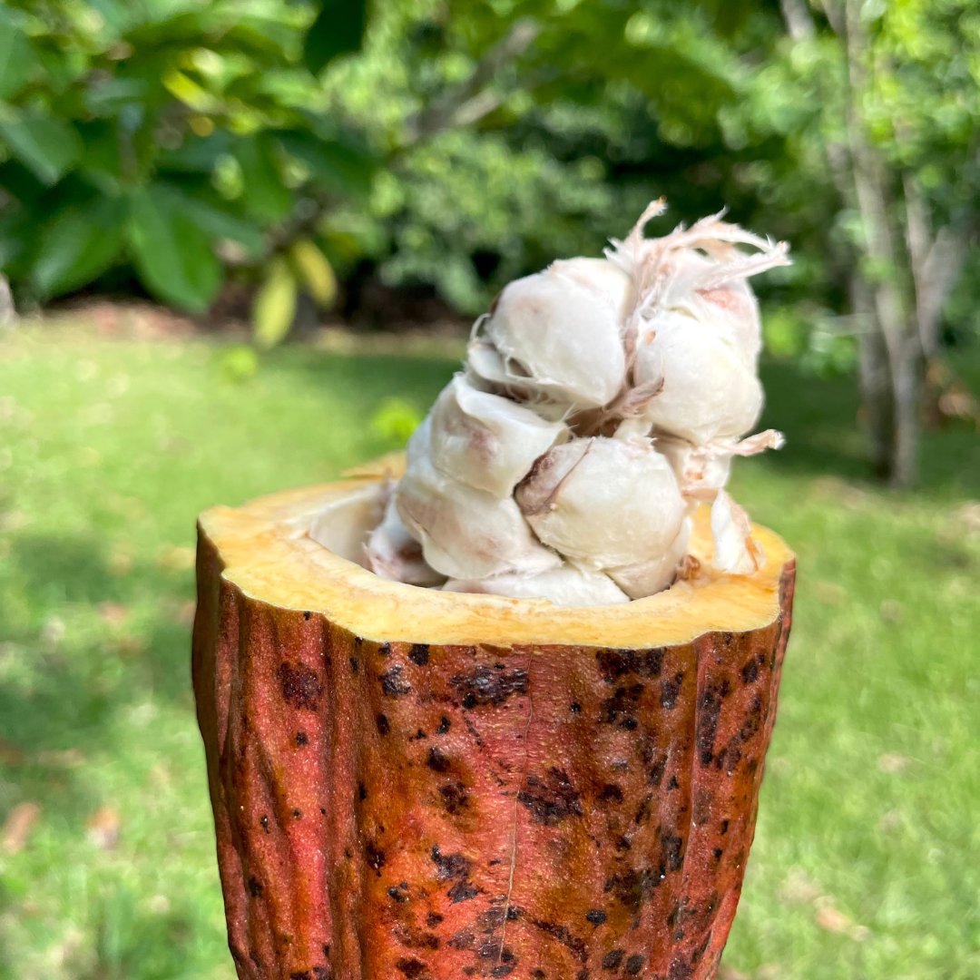 CocoTerraCo's tweet photo. Today is National Chocolate Day! This is your free pass to indulge in all things chocolate. Gather your friends, share your most-loved chocolate treats, and savor the sweet chocolate moments. Explore the world of CHOCOLATE delights, from luxurious truffles to intensely dark bars! https://t.co/DBfGfvYNLX