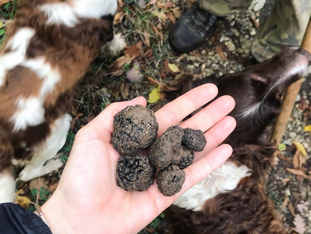YourAbruzzo's tweet photo. Sapete che dove c’è il tartufo non c’è inquinamento? Il pregiato tubero non sopravvive ai diserbanti e a ciò che altera l’ambiente. 
Sono molte le varietà di tartufo in #Abruzzo. Spontanei o coltivati rappresentano un'eccellenza del nostro territorio
👉https://t.co/B8Fs1ZZEdL https://t.co/y26b2qElEQ