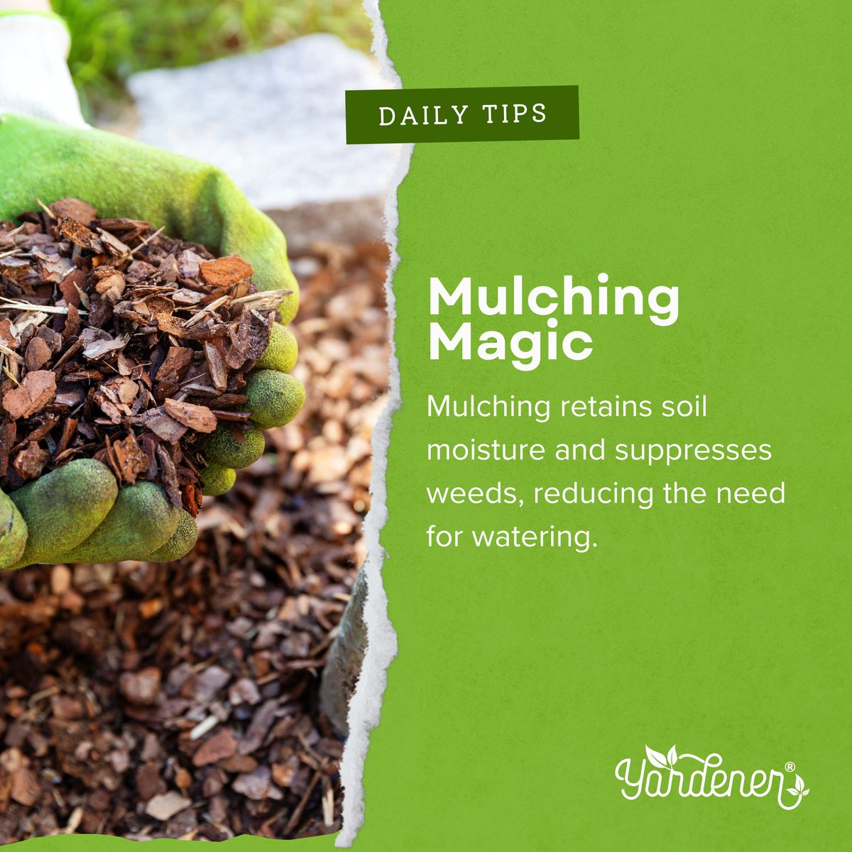 yardenercom's tweet photo. Mulching retains soil moisture, suppresses weeds and reduces watering needs - it's gardening magic! Share your #mulchingtips and tricks.
#gardeningtips #gardening #garden #GardenersWorld #GardeningX https://t.co/bFUMXu3ICt