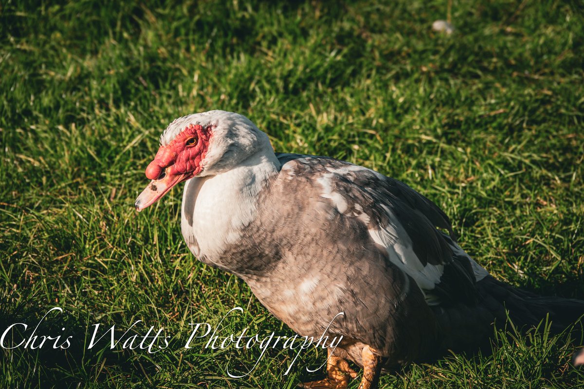 #camera #sonycamera #out #outandabout #day #daysout #cafe @CentrePaws #staytuned #moretocome #photo #photography #photographer #duck #muscovyducks #muscovyduck  #ducks #bird #birds