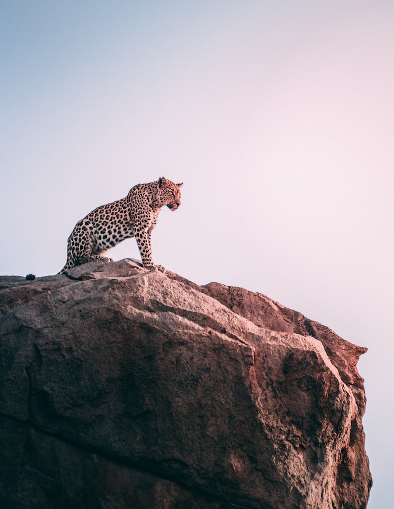 albert_muturi's tweet photo. I think there is no time.
The time is now!
Like a leopard or cheetah does, run fast for your target.
#KeepGoing #keepontrying #authoralbertkiura #successmotivation #motivational https://t.co/pOA6grIdxo