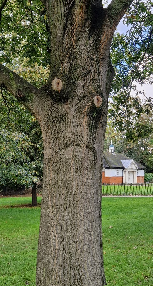 This tree doesn't look too impressed!!

#FacesInTrees
