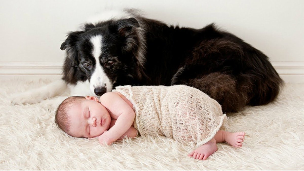 WoofWifeWorld's tweet photo. "Day 3 of dogposting: The dog sitter is back. Once again, they have us swooning over their lovable furry friends. Get ready for more delightful content centered around our beloved dogs.! ๐๐ถ #dogposting #babysitterdog" https://t.co/6KWr26qI6w