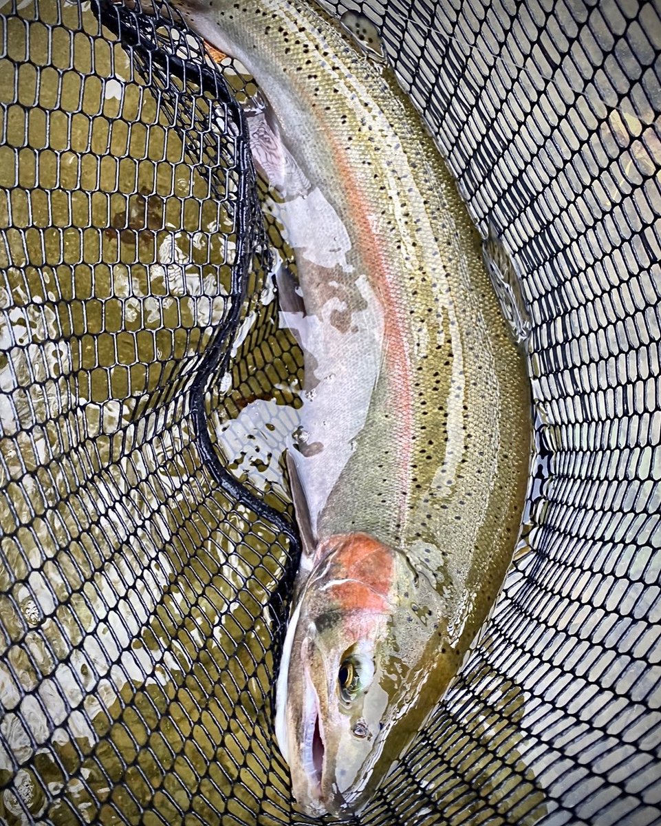 PerfectHatch's tweet image. 💪🏼

#perfecthatch #flyfishing #steelhead #outdoorlife #flyfishinglife #flyfish365 
#outdoors #flyfishingnation