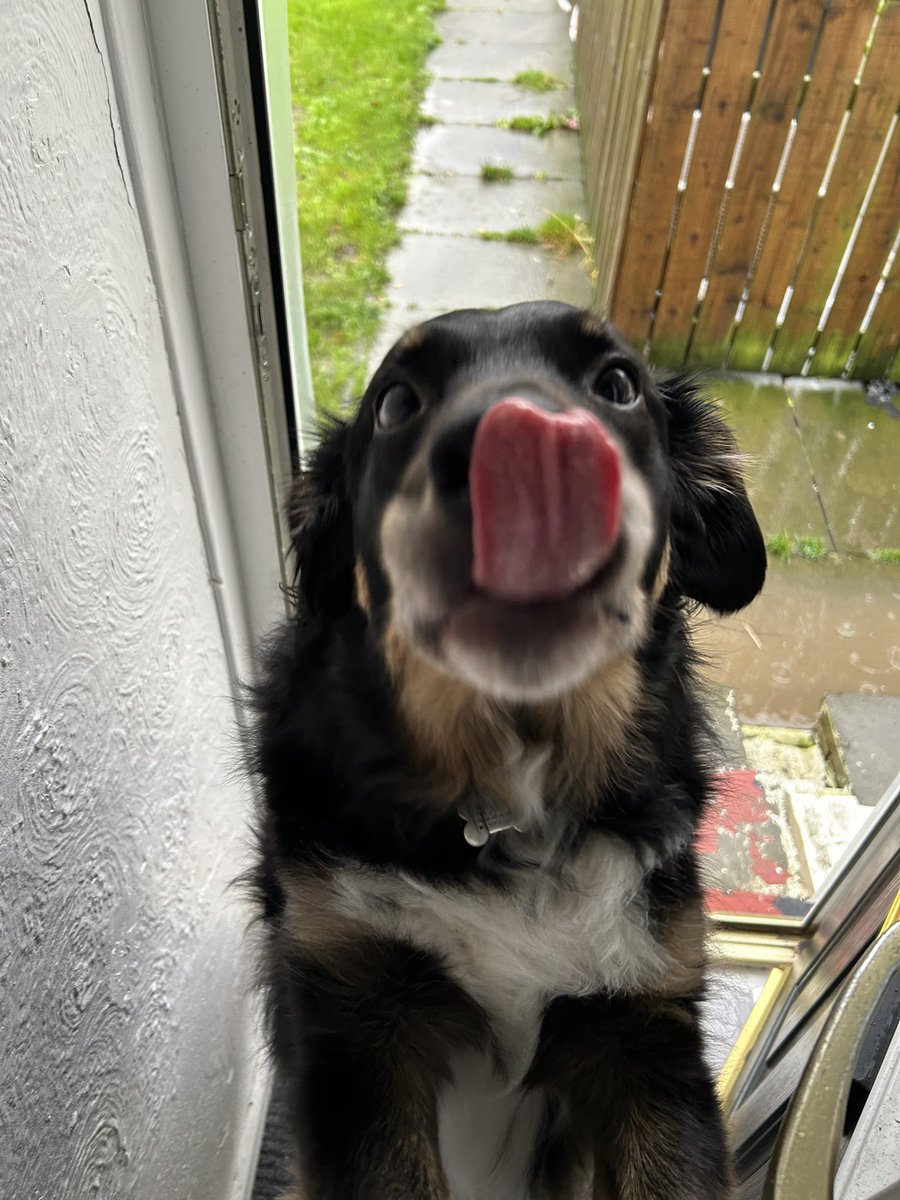 BaileyWigg72's tweet photo. Dad said there was food on my nose, there wasn’t dad is a dick #Dick #DickMove #TonguesOut #DaftDog #DogsOnX https://t.co/RJeFyADotr