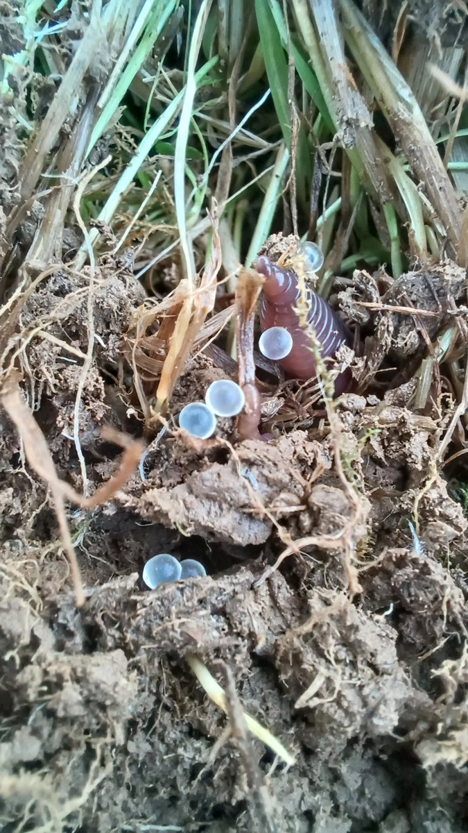 These #earthworm eggs are amazing ... they look like jewels.  A high worm count is a good sign of #soilhealth. Doing soil analysis in preparation for a visit by <a href="/ApricotCentre/">Mark O'Connell</a> to look at small scale  #agroforestry.  See blog cefngarthenor.co.uk/post/natural-b…
