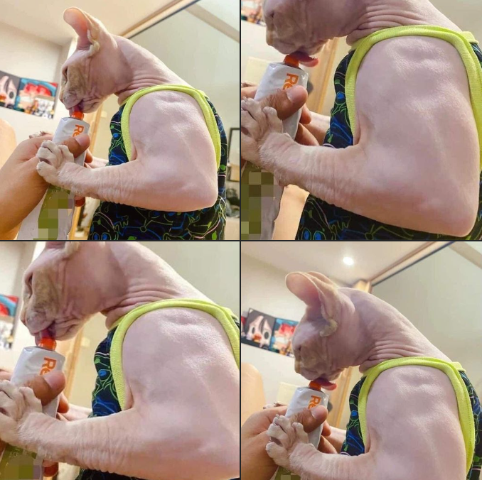 _xmemes's tweet photo. Whiskas sabor Whey Protein https://t.co/lBLAlNj5Kk