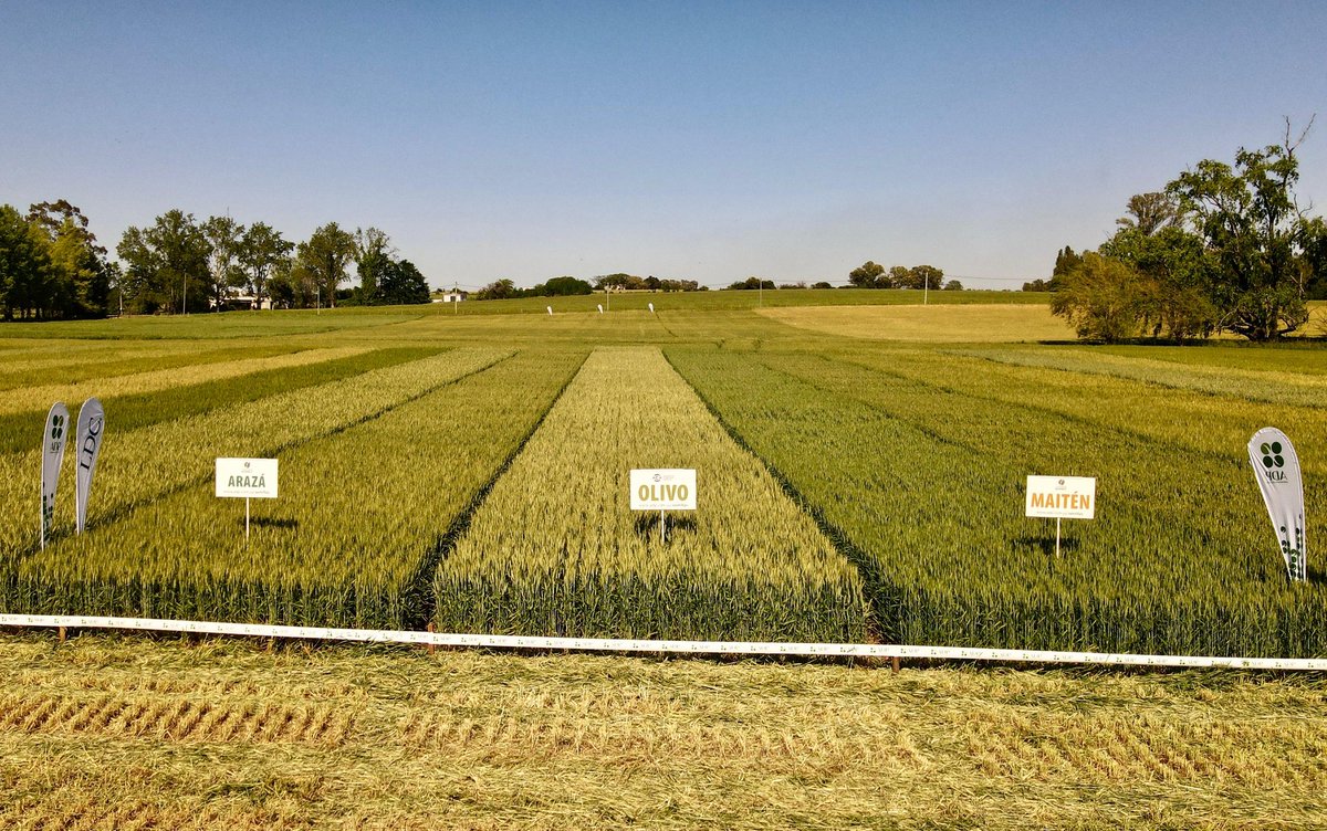 Felicitaciones a <a href="/aad_dolores/">Asociación Agropecuaria de Dolores</a> por la organización y convocatoria.

Presentamos parte de nuestras opciones en trigo

MAITÉN: ciclo largo ideal para comenzar planes de siembra

ARAZÁ: Gran Lanzamiento 2024!!

OLIVO: ciclo corto equilibrado en rinde y calidad
🌾🇺🇾