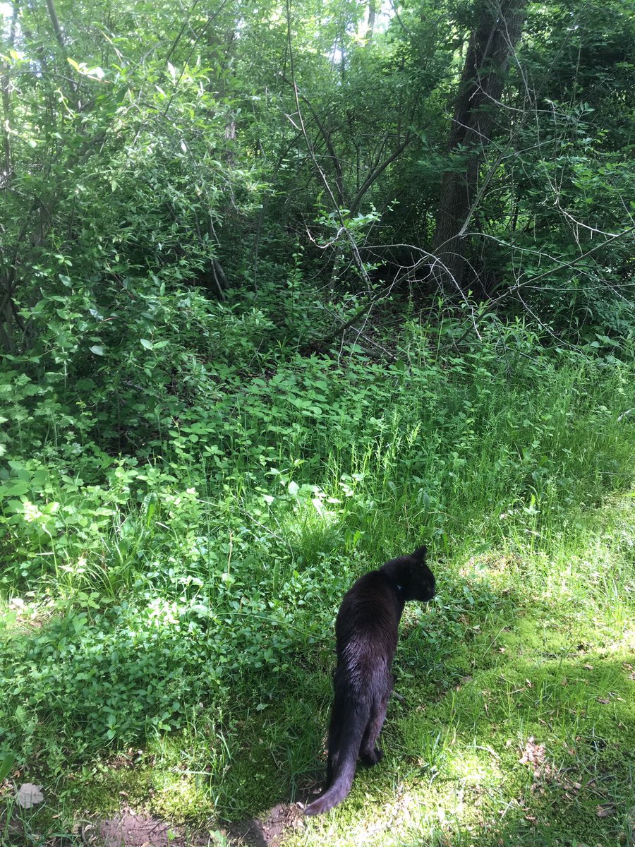 JoyceCarolOates's tweet image. missing Sheba (who came to us out of the woods, then left us returning to the woods)
