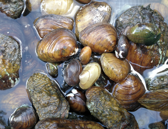 Carla Atkinson (@carlalatkinson) on Twitter photo Needing to conduct trait analysis on freshwater mussels in the USA? Led by Garrett Hopper, we (<a href="/irene1sanchez/">Irene Sanchez</a>, <a href="/mud_Iark/">John Pfeiffer</a>, @thepopenjay, @PhishBiologist, & others) have the resource for you that is fresh off the "press": nature.com/articles/s4159… Needing to conduct trait analysis on freshwater mussels in the USA? Led by Garrett Hopper, we (<a href="/irene1sanchez/">Irene Sanchez</a>, <a href="/mud_Iark/">John Pfeiffer</a>, @thepopenjay, @PhishBiologist, & others) have the resource for you that is fresh off the "press": nature.com/articles/s4159…
