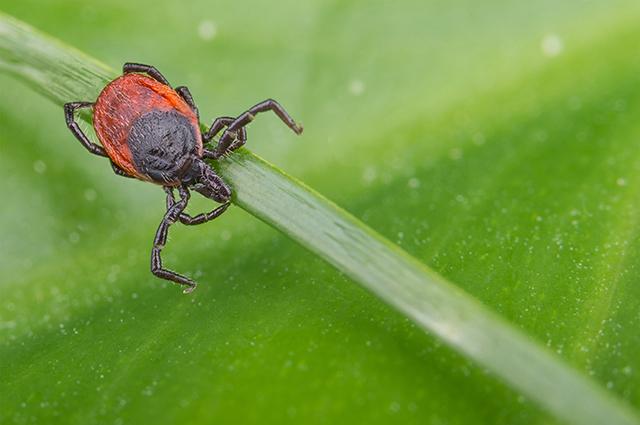 Lyme disease isn’t the only illness a bite from a deer tick can cause. Tufts experts explain more about babesiosis, which is on the rise in the U.S. ow.ly/m8h250Q12eQ