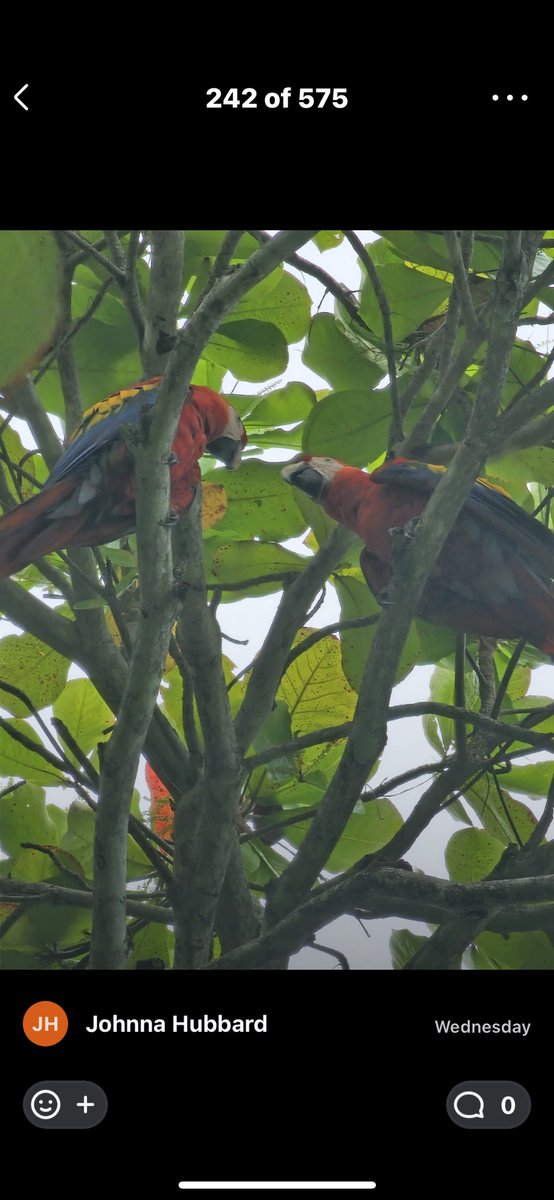 @TheEconomist Same tree? #dominicalcostarica