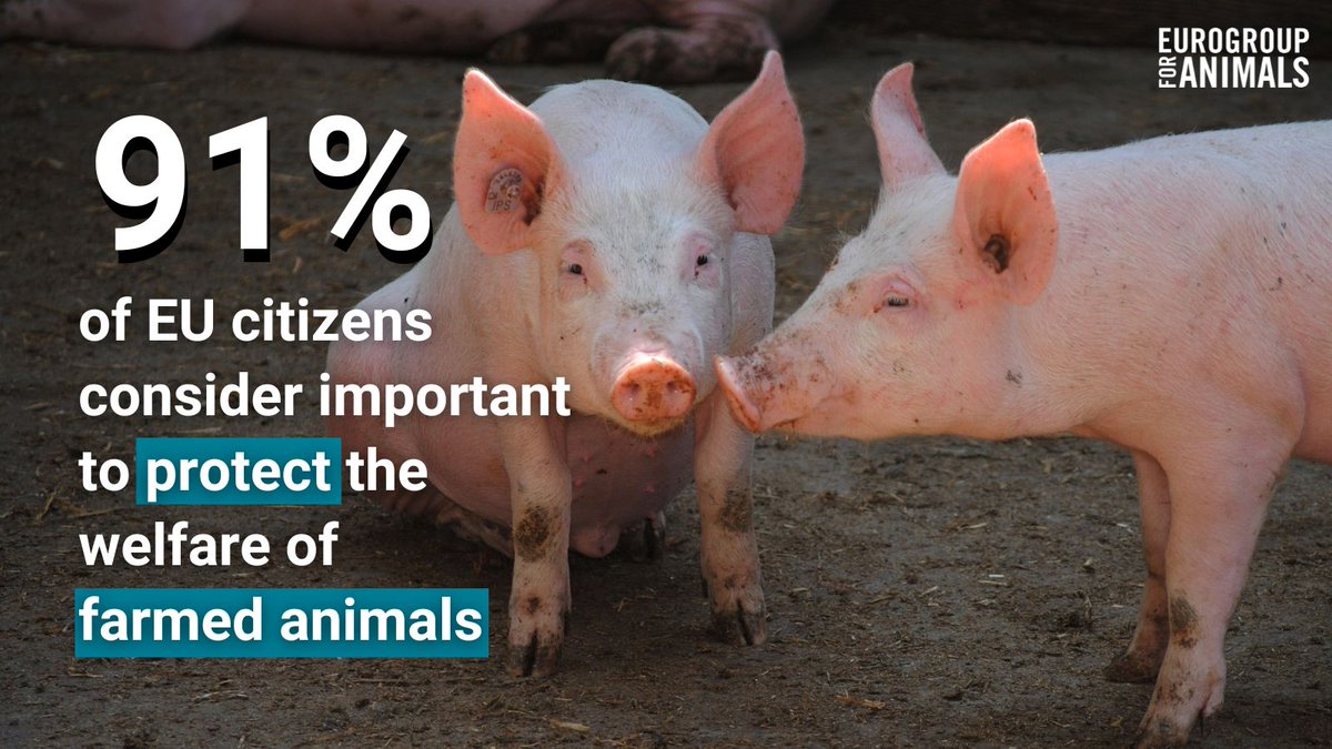 According to the 2023 #Eurobarometer on #animalwelfare, an overwhelming majority of EU citizens considers important to protect the welfare of farmed animals 🙌 The @EU_Commission can no longer ignore its citiens' call & must provide a clear timeline for the missing proposals!