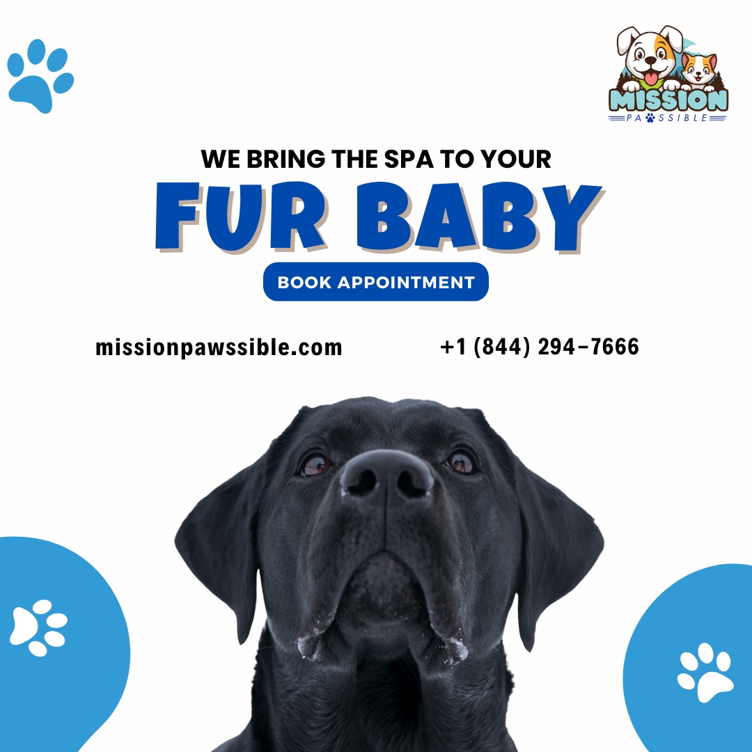 ZaydiliL84745's tweet image. Making your fur baby's care our top mission!

Book with Mission Pawssible and let us bring the spa magic right to them. 

📱+1 (844) 294-7666
🌐missionpawssible.com

#MissionPawssible #PetGrooming #PamperYourPets #FurBuddies #GroomingExperience #SpoiledPets