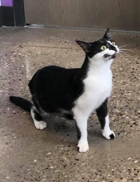 DontShowYourCat's tweet photo. THE STANCE https://t.co/VgnFQqp6yl