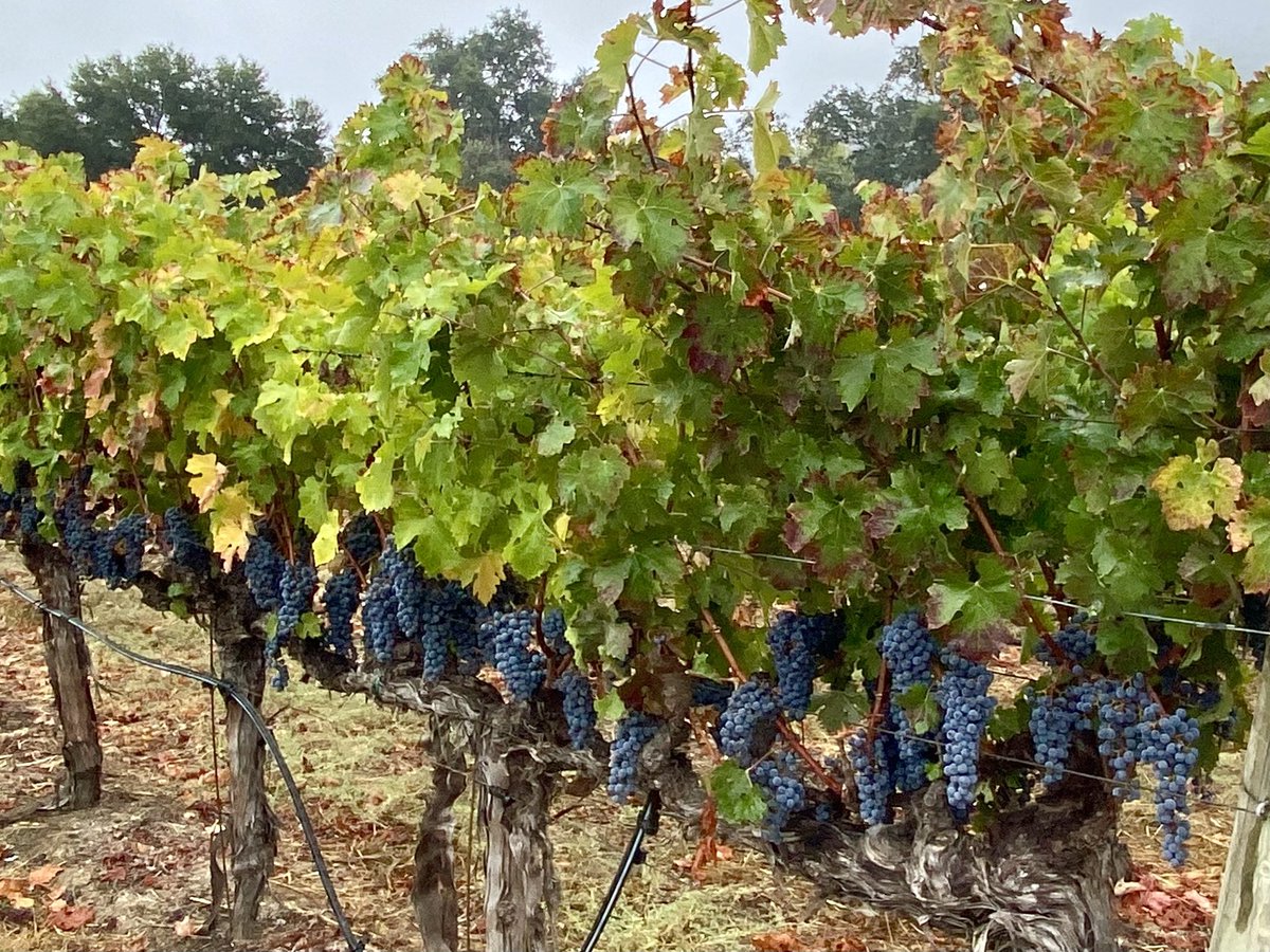 34 chilly degrees in #Yountville &amp; vineyard fans have been on protecting #Cabernet grapes yet to be harvested. <a href="/nbcbayarea/">NBC Bay Area</a> <a href="/KariHallWeather/">Kari Hall</a>