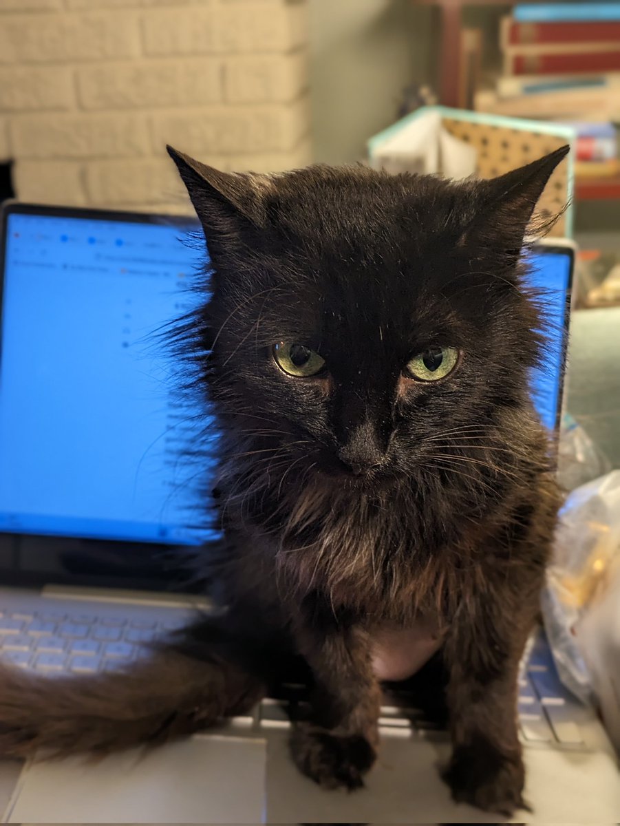 mcshannon17's tweet photo. @TreasuryMog I'm Space Cadet, in a new foster home. I've just discovered something called "laptop"! https://t.co/yK6WCro7MB
