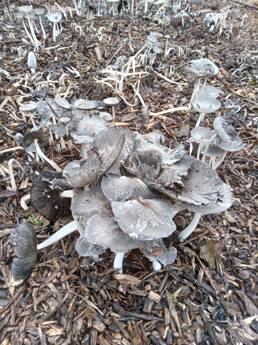 Dunsmore Living Landscape tweet media