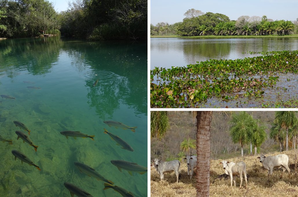 Dr Jack Lacey (@jackhlacey) on Twitter photo New <a href="/ENVISIONDTP/">ENVISION</a> 3.5-year funded PhD opportunity to investigate human impacts through time in the Brazilian Pantanal using integrated lake sediment analyses.
Find out more: bit.ly/499qXsU
<a href="/NERCscience/">Natural Environment Research Council</a> <a href="/UniofNottingham/">Uni of Nottingham #WeAreUoN</a> <a href="/BritGeoSurvey/">British Geological Survey</a> <a href="/isotopesUK/">National Environmental Isotope Facility</a> <a href="/UFMSbr/">UFMS</a> New <a href="/ENVISIONDTP/">ENVISION</a> 3.5-year funded PhD opportunity to investigate human impacts through time in the Brazilian Pantanal using integrated lake sediment analyses.
Find out more: bit.ly/499qXsU
<a href="/NERCscience/">Natural Environment Research Council</a> <a href="/UniofNottingham/">Uni of Nottingham #WeAreUoN</a> <a href="/BritGeoSurvey/">British Geological Survey</a> <a href="/isotopesUK/">National Environmental Isotope Facility</a> <a href="/UFMSbr/">UFMS</a>