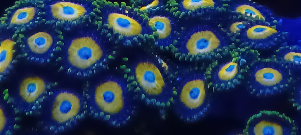 Scrambled eggs Zoanthids 
#coral
#photography 
#IRLphotography
#aquarium