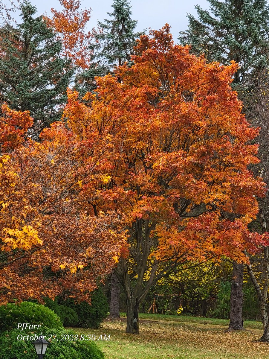 PeggyJoFarr2's tweet photo. Fabulous Fall Foliage continues!
#fallcolors2023
#FridayVibes https://t.co/DN7MpzQ45G